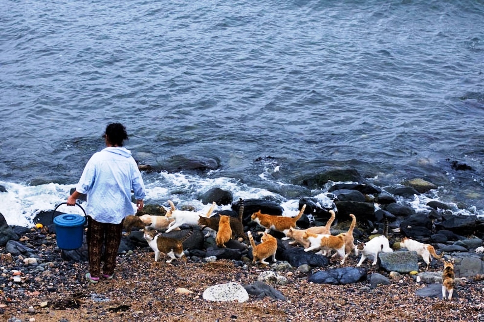 foto foto menakjubkan dari pulau Surga Kucing di Jepang - Foto Kucing di Fukuoka Jepang 01