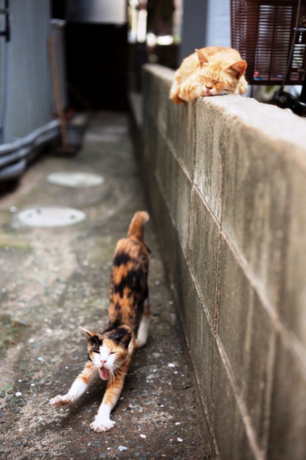 foto foto menakjubkan dari pulau Surga Kucing di Jepang - Foto Kucing di Fukuoka Jepang 05