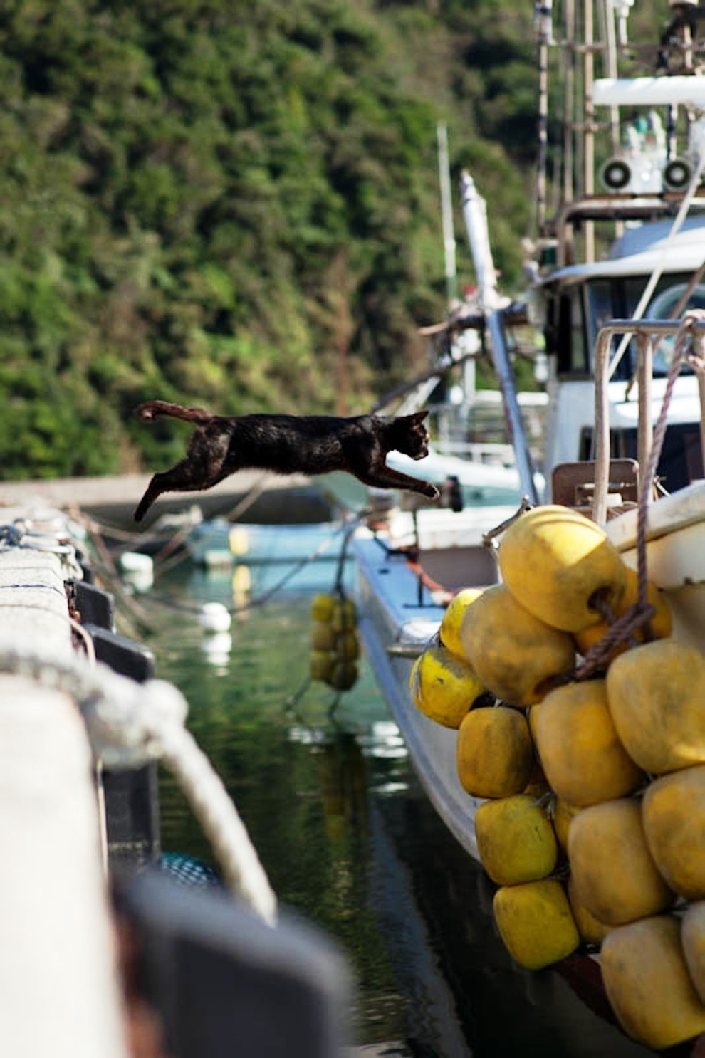 foto foto menakjubkan dari pulau Surga Kucing di Jepang - Foto Kucing di Fukuoka Jepang 06