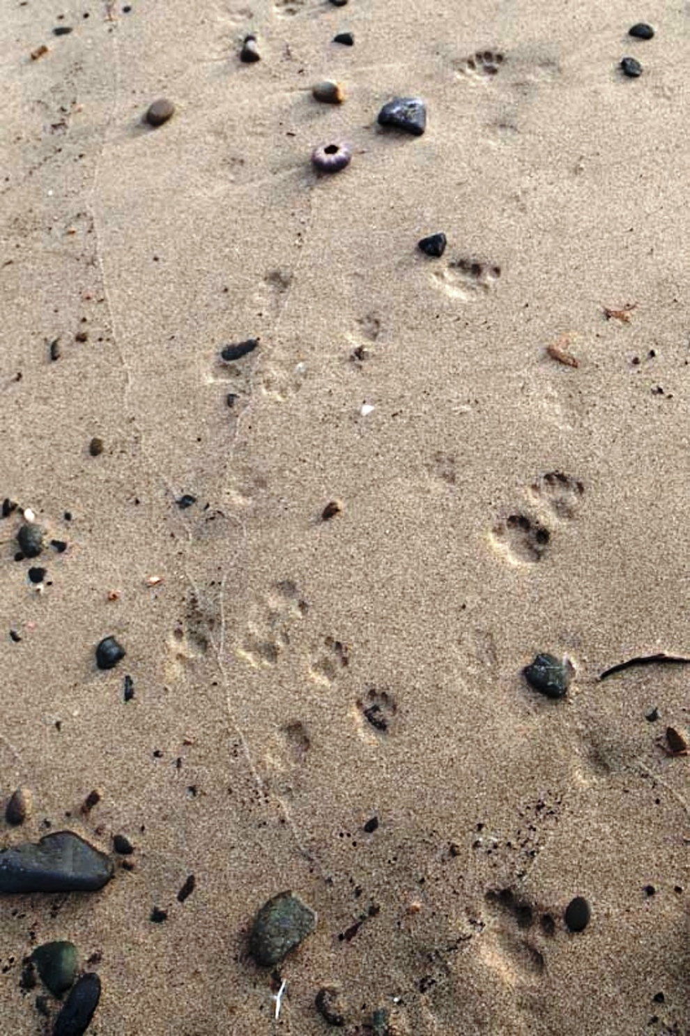 foto foto menakjubkan dari pulau Surga Kucing di Jepang - Foto Kucing di Fukuoka Jepang 09