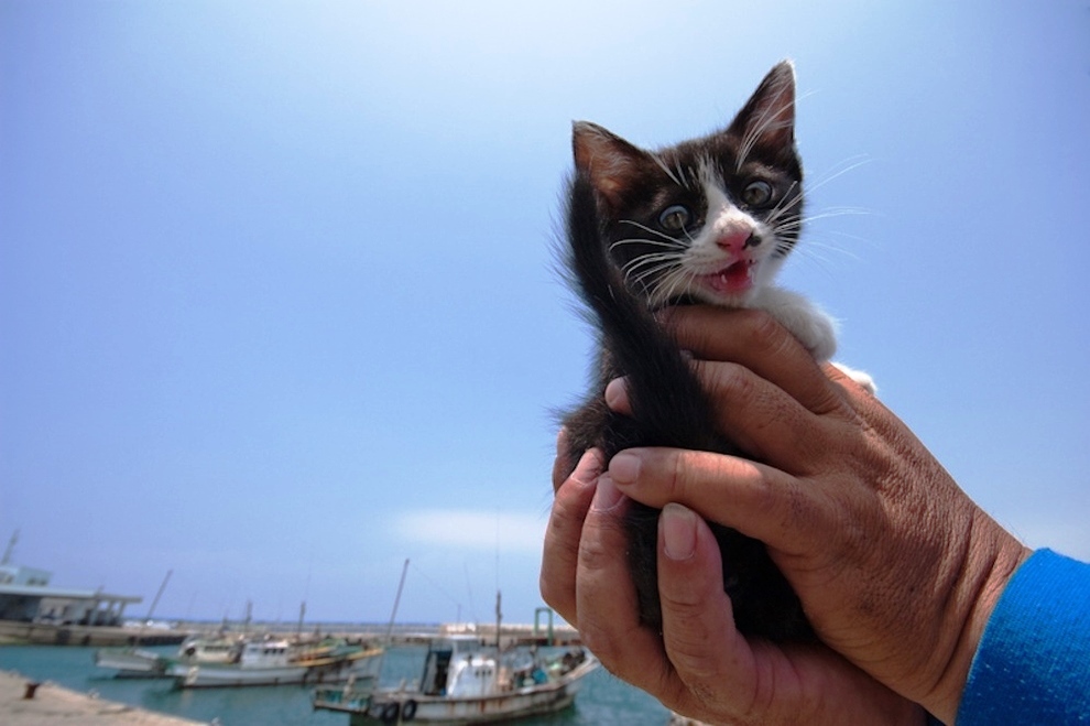 foto foto menakjubkan dari pulau Surga Kucing di Jepang - Foto Kucing di Fukuoka Jepang 10