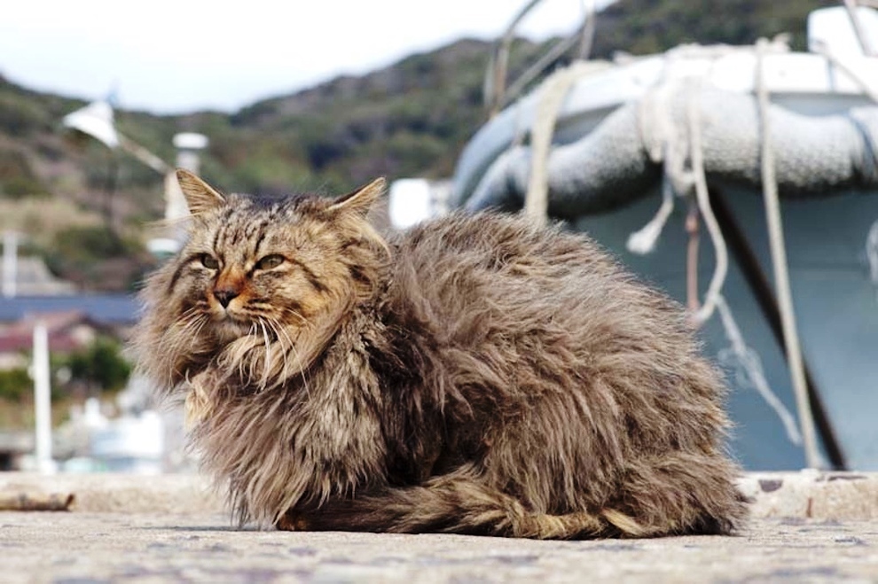 foto foto menakjubkan dari pulau Surga Kucing di Jepang - Foto Kucing di Fukuoka Jepang 14