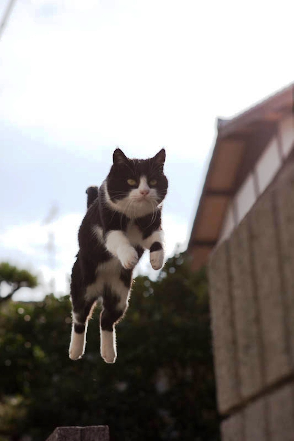 foto foto menakjubkan dari pulau Surga Kucing di Jepang - Foto Kucing di Fukuoka Jepang 18