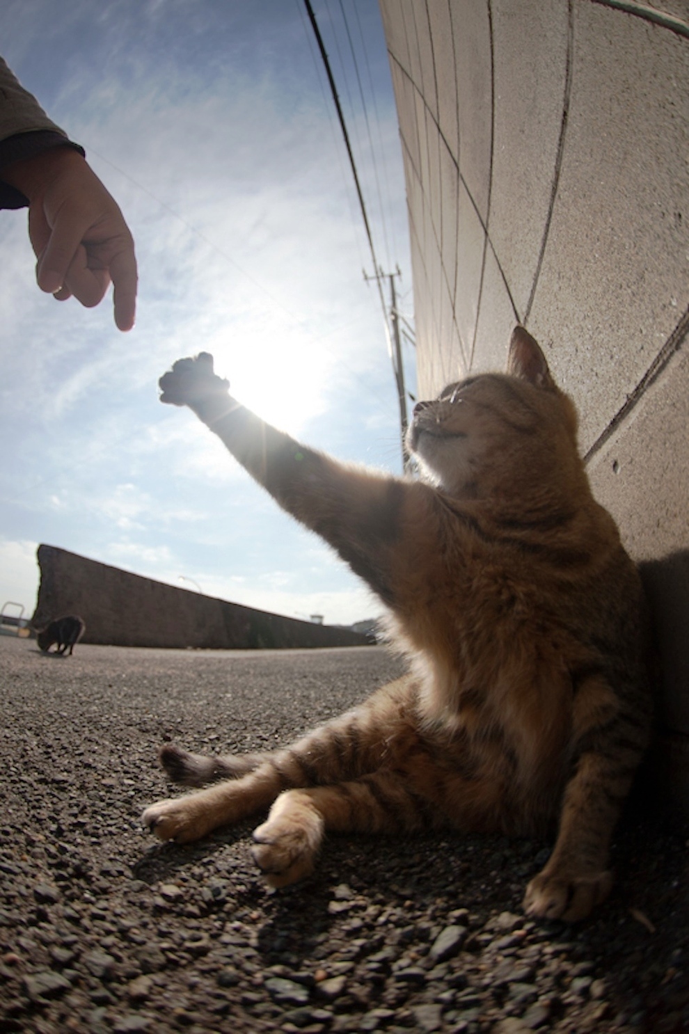 foto foto menakjubkan dari pulau Surga Kucing di Jepang - Foto Kucing di Fukuoka Jepang 19