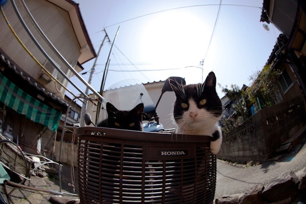 foto foto menakjubkan dari pulau Surga Kucing di Jepang - Foto Kucing di Fukuoka Jepang 22