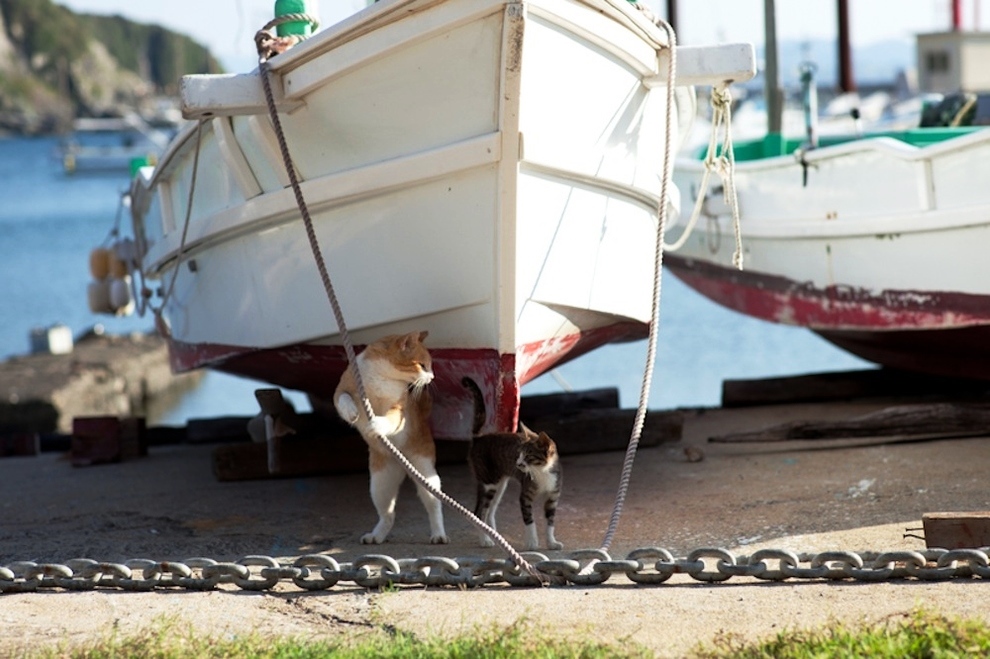 foto foto menakjubkan dari pulau Surga Kucing di Jepang - Foto Kucing di Fukuoka Jepang 23