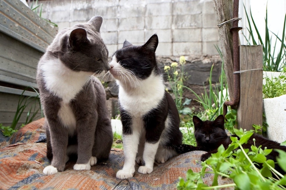 foto foto menakjubkan dari pulau Surga Kucing di Jepang - Foto Kucing di Fukuoka Jepang 24