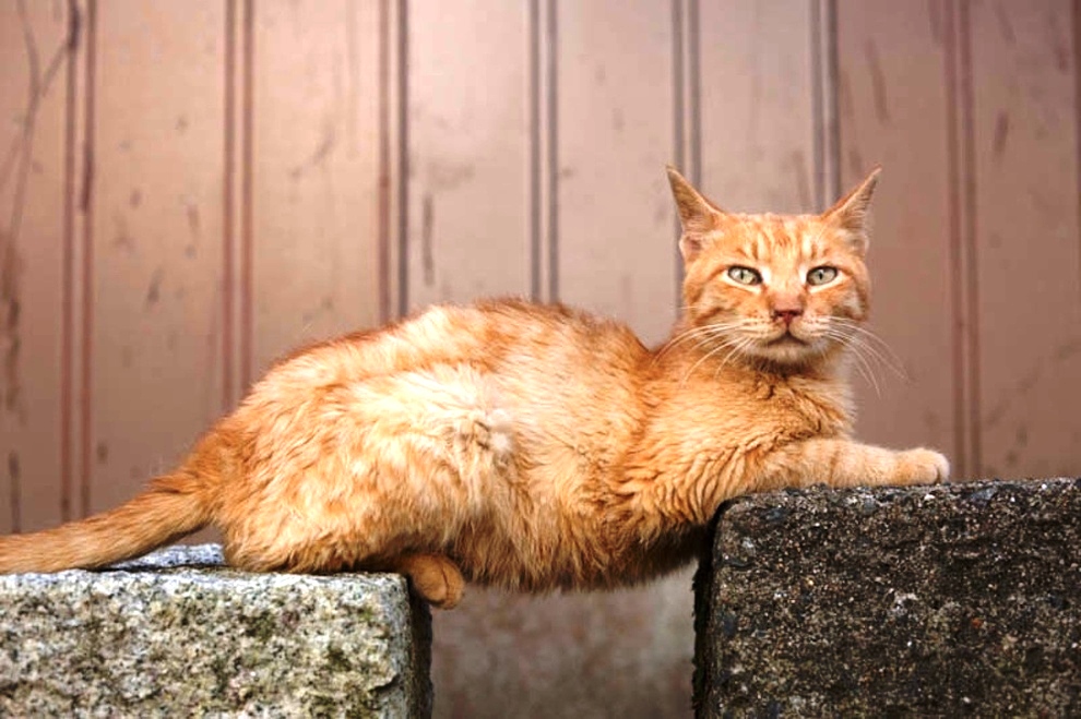 foto foto menakjubkan dari pulau Surga Kucing di Jepang - Foto Kucing di Fukuoka Jepang 30