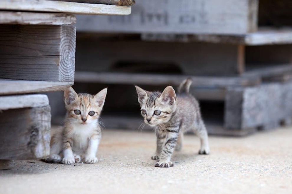 foto foto menakjubkan dari pulau Surga Kucing di Jepang - Foto Kucing di Fukuoka Jepang 32