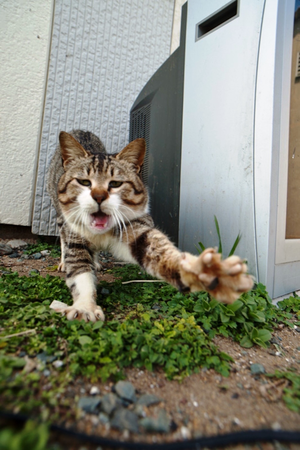 foto foto menakjubkan dari pulau Surga Kucing di Jepang - Foto Kucing di Fukuoka Jepang 33