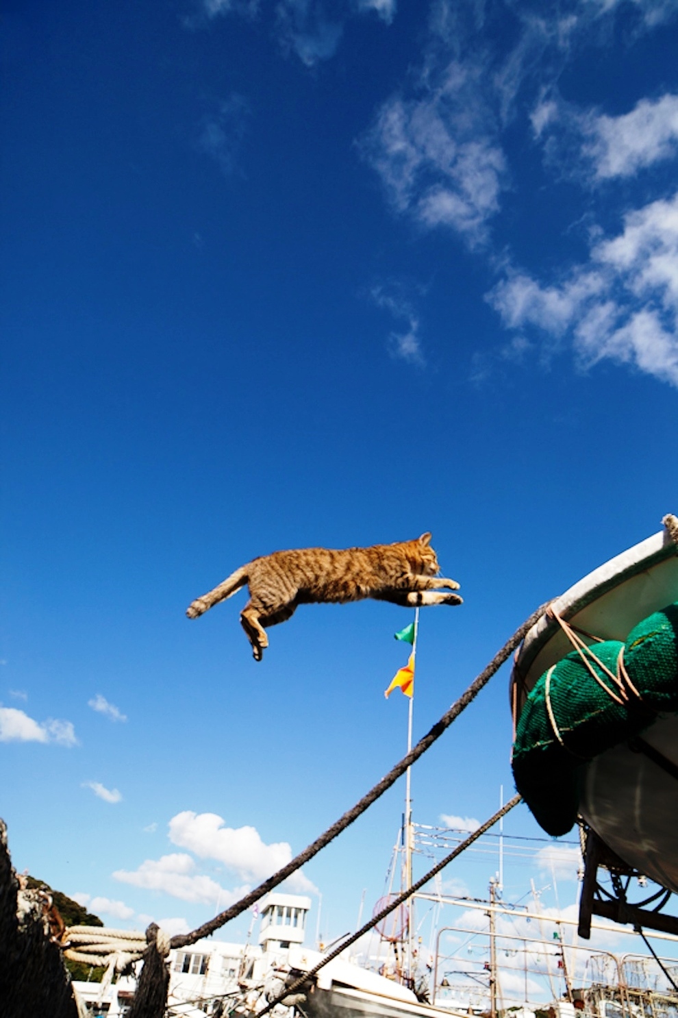 foto foto menakjubkan dari pulau Surga Kucing di Jepang - Foto Kucing di Fukuoka Jepang 34