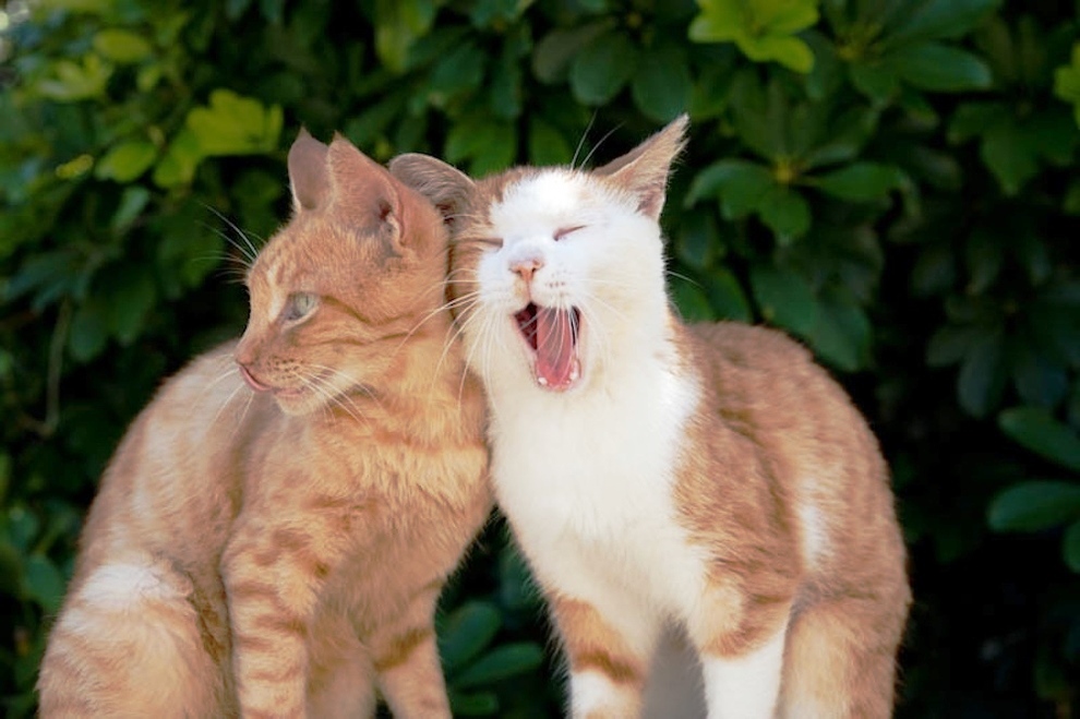 foto foto menakjubkan dari pulau Surga Kucing di Jepang - Foto Kucing di Fukuoka Jepang 35