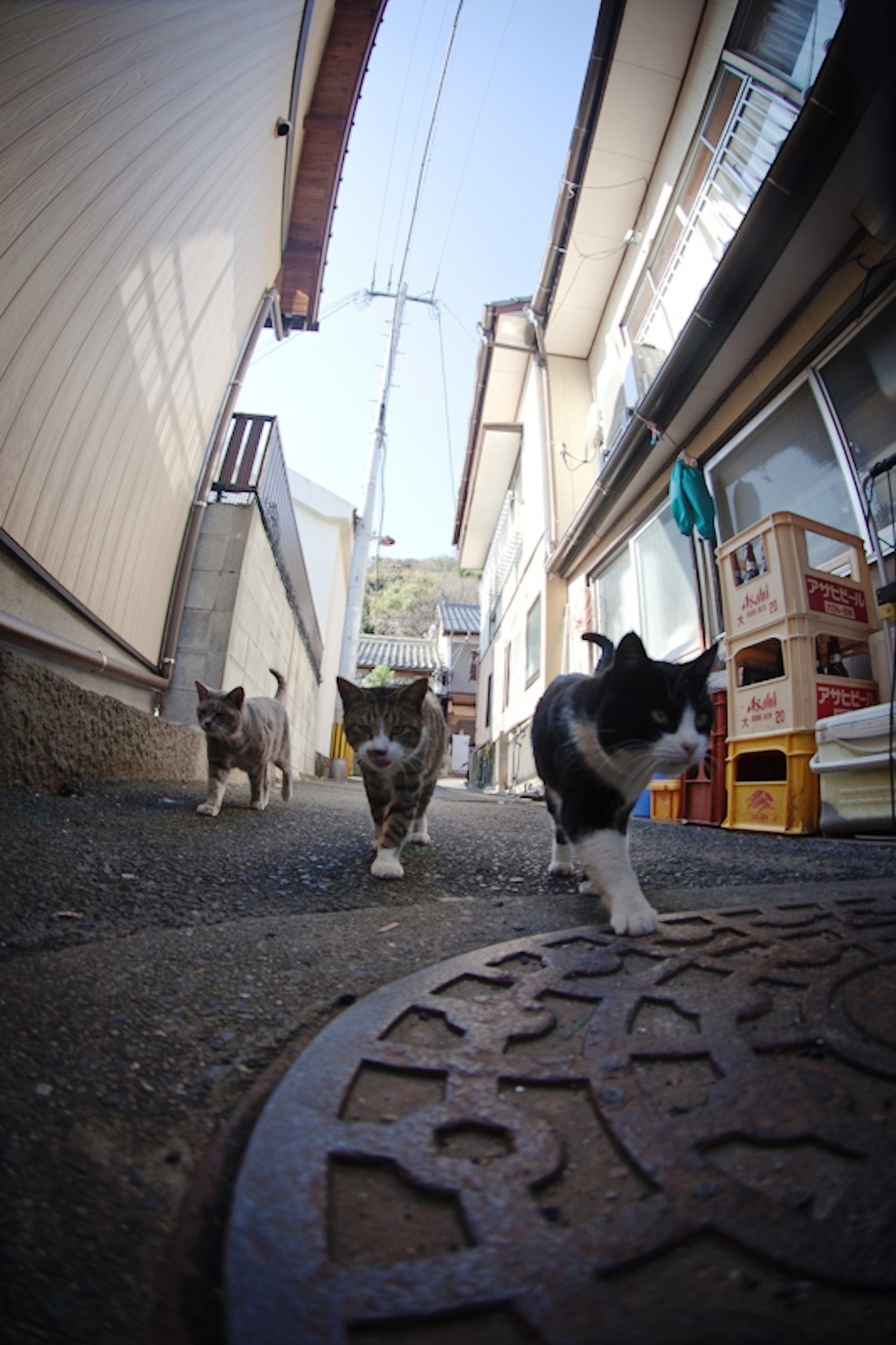 foto foto menakjubkan dari pulau Surga Kucing di Jepang - Foto Kucing di Fukuoka Jepang 36