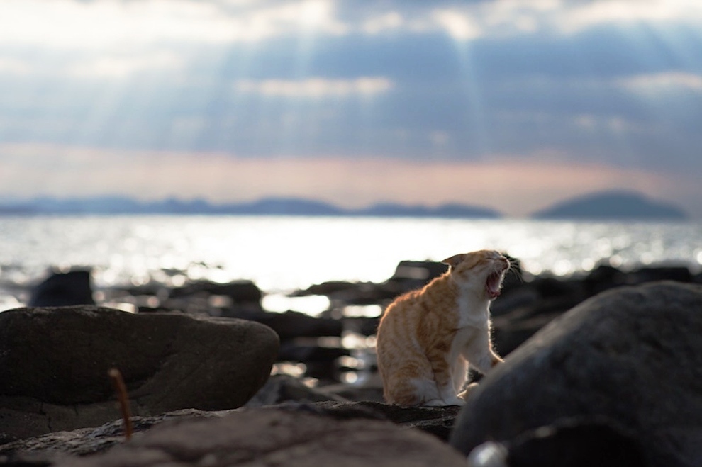 foto foto menakjubkan dari pulau Surga Kucing di Jepang - Foto Kucing di Fukuoka Jepang 41