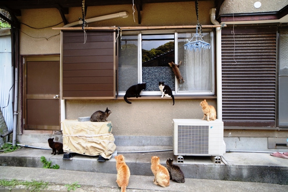 foto foto menakjubkan dari pulau Surga Kucing di Jepang - Foto Kucing di Fukuoka Jepang 43