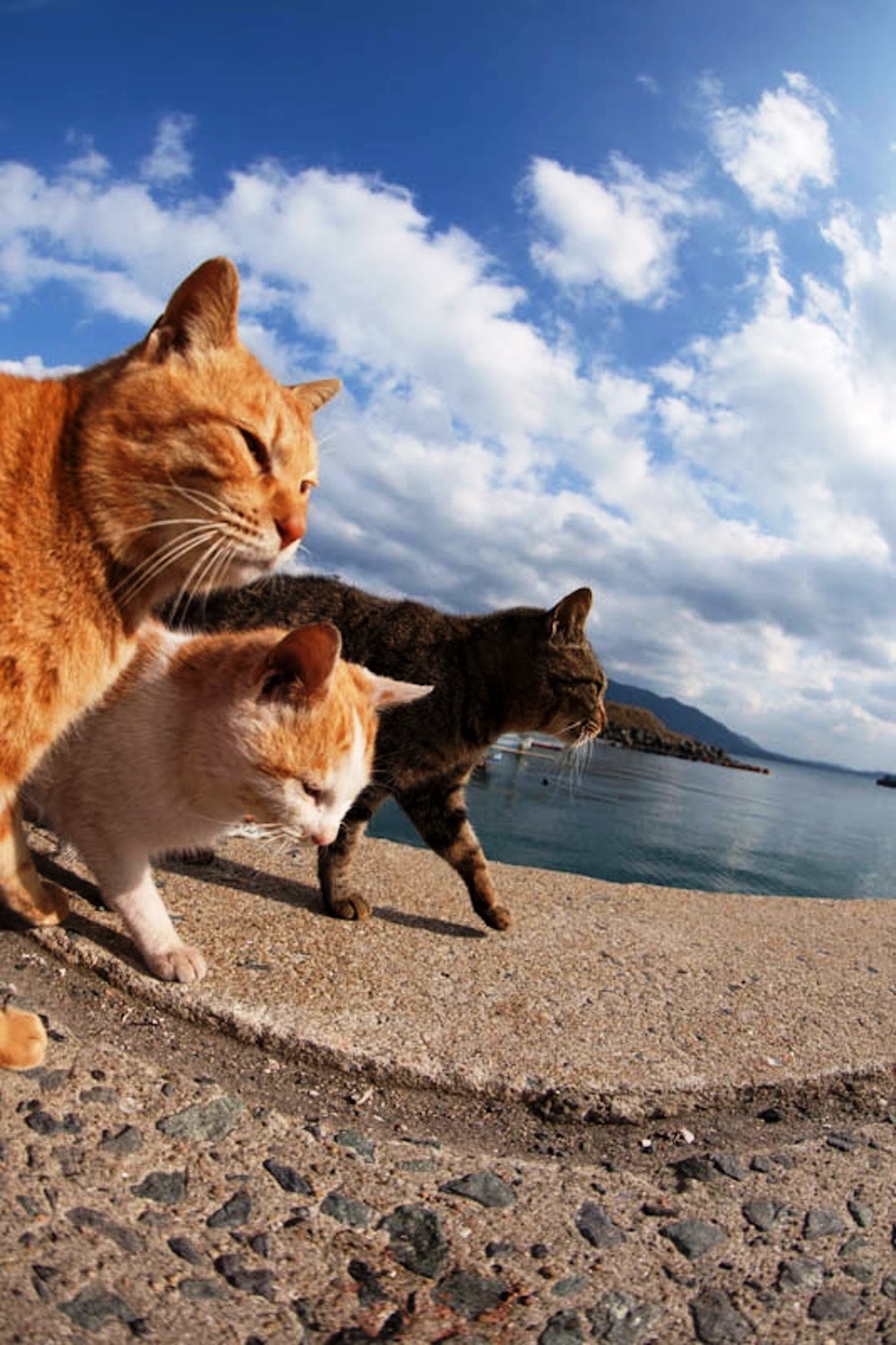 foto foto menakjubkan dari pulau Surga Kucing di Jepang - Foto Kucing di Fukuoka Jepang 45