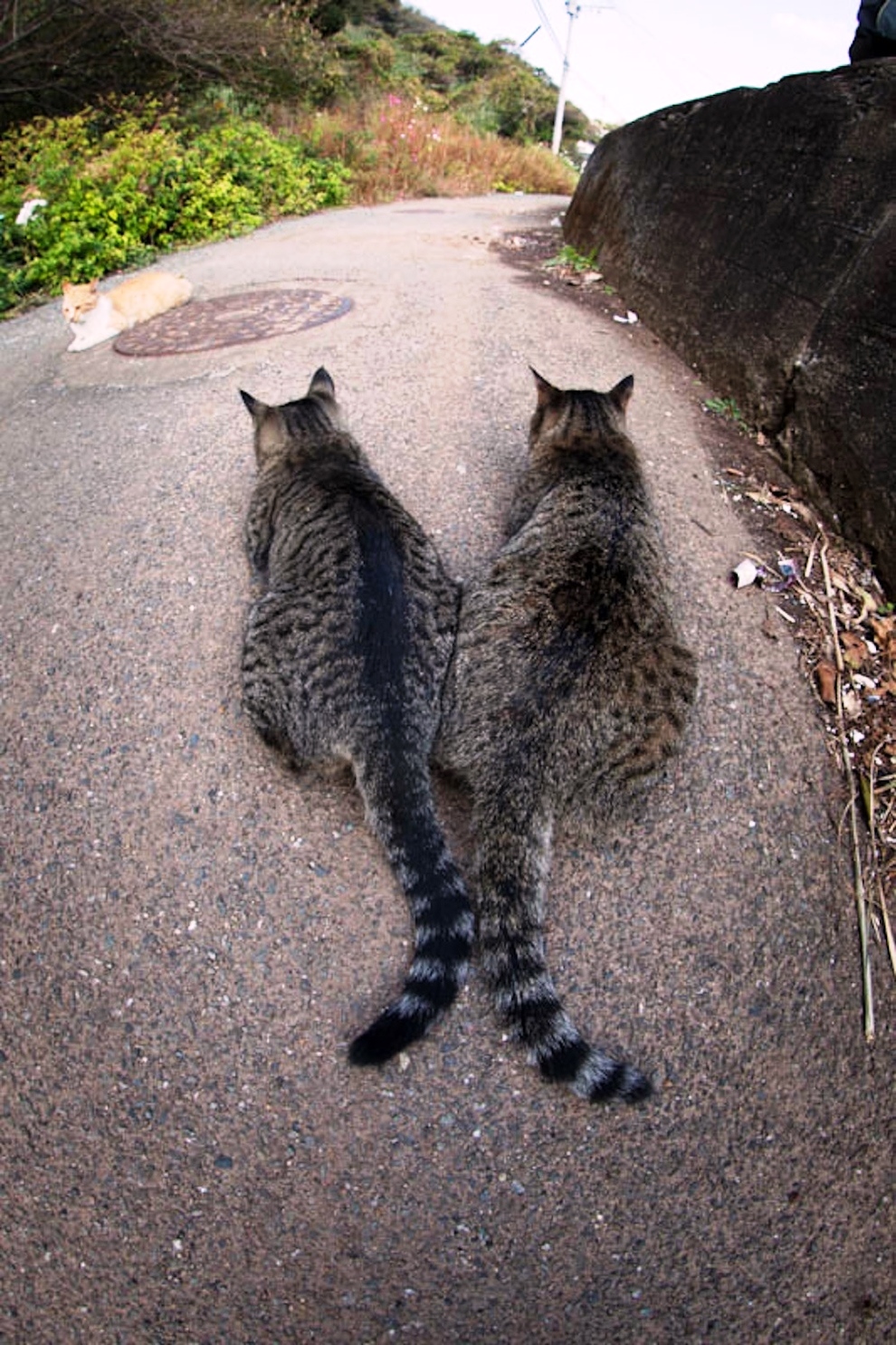 foto foto menakjubkan dari pulau Surga Kucing di Jepang - Foto Kucing di Fukuoka Jepang 47