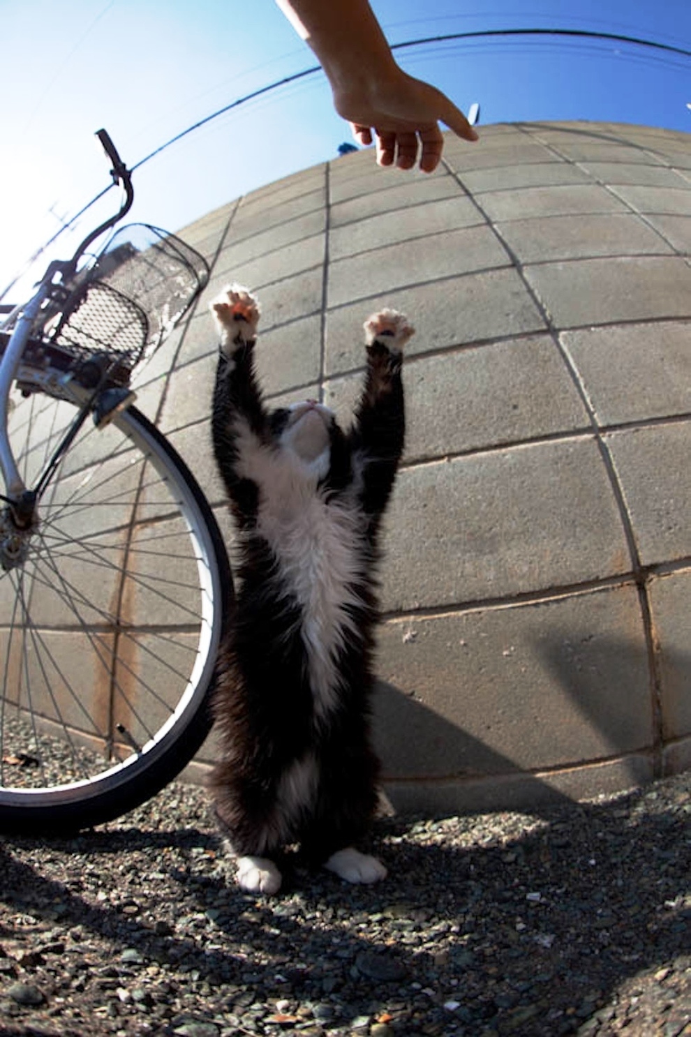 foto foto menakjubkan dari pulau Surga Kucing di Jepang - Foto Kucing di Fukuoka Jepang 48