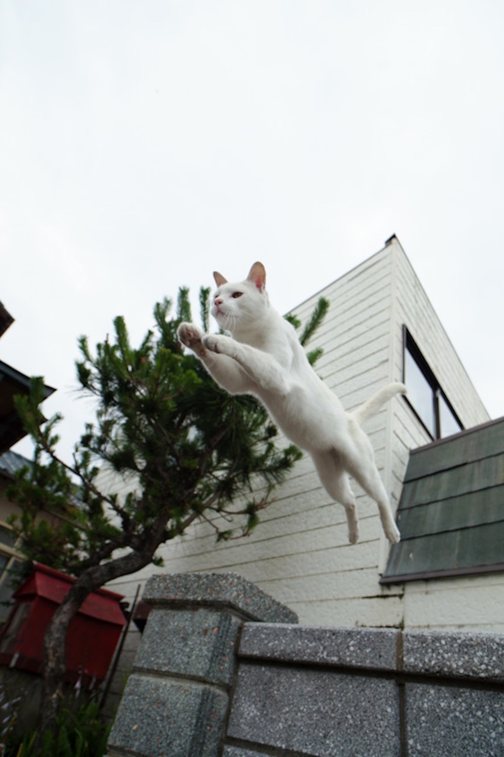 foto foto menakjubkan dari pulau Surga Kucing di Jepang - Foto Kucing di Fukuoka Jepang 49