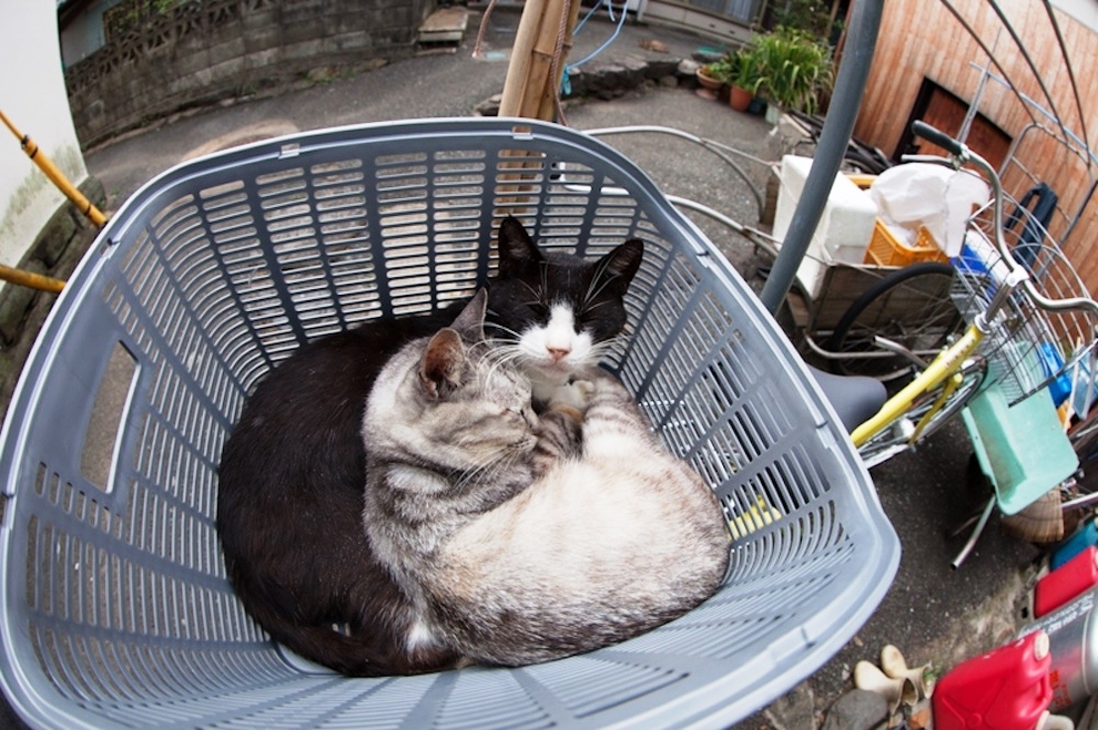 foto foto menakjubkan dari pulau Surga Kucing di Jepang - Foto Kucing di Fukuoka Jepang 50