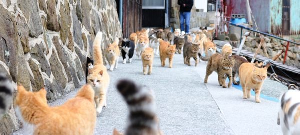 Pulau Kucing di Jepang ini Meminta Bantuan Makanan