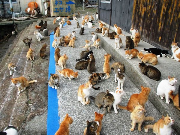Pulau Kucing di Jepang ini Meminta Bantuan Makanan