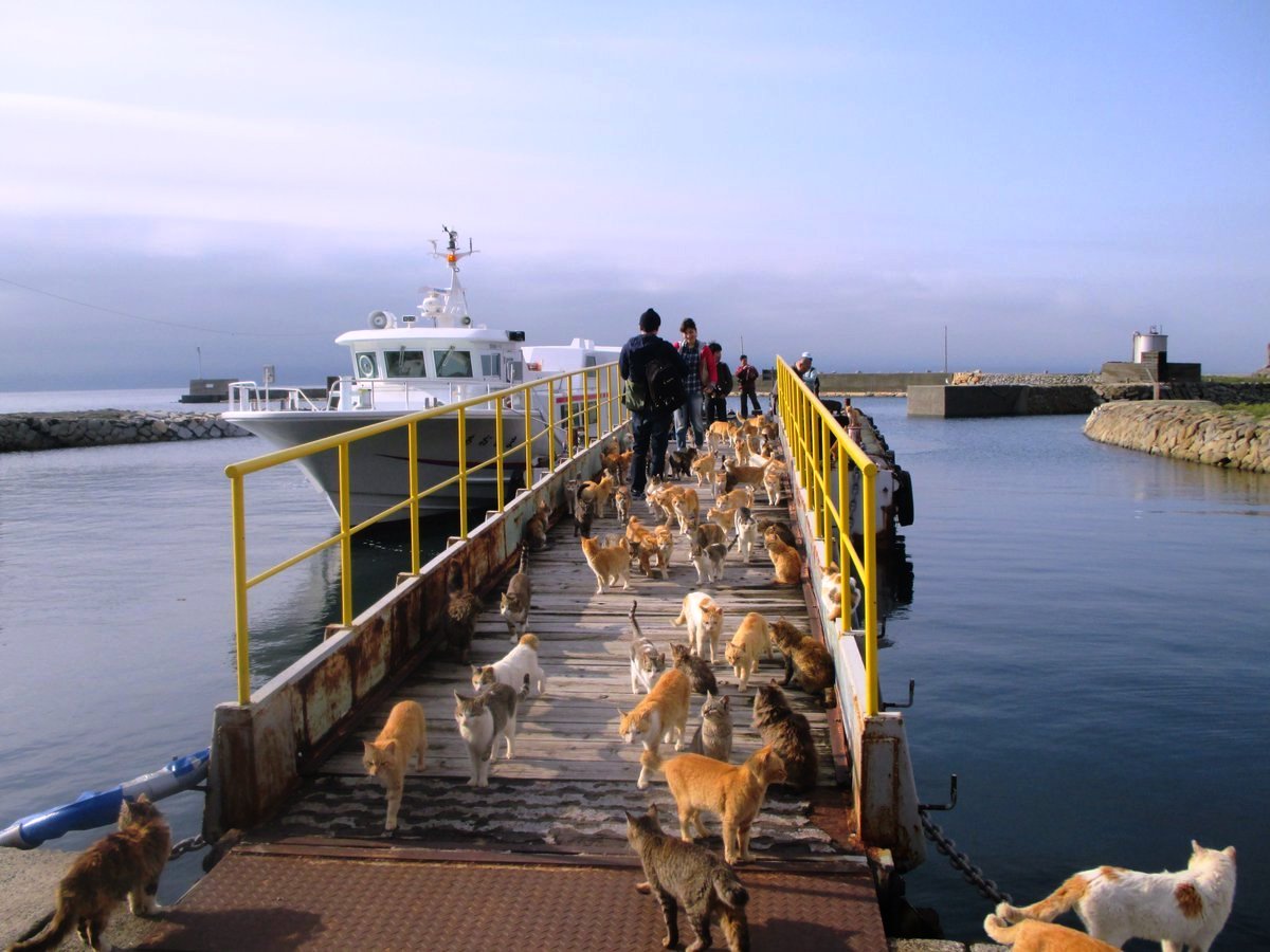 Pulau Kucing di Jepang ini Meminta Bantuan Makanan