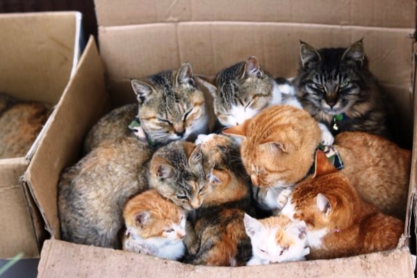 pulau kucing Jepang 10
