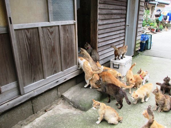 Pulau Kucing di Jepang ini Meminta Bantuan Makanan