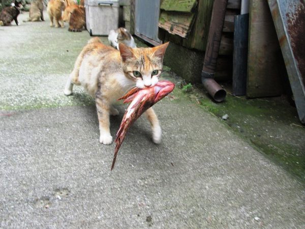 Pulau Kucing di Jepang ini Meminta Bantuan Makanan
