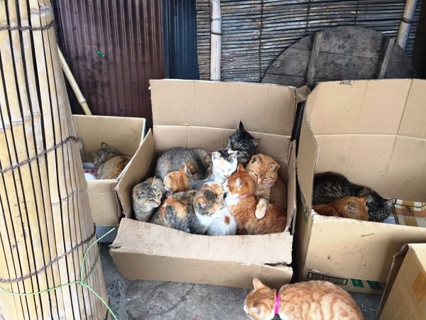 Pulau Kucing di Jepang ini Meminta Bantuan Makanan