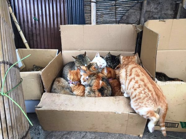 Pulau Kucing di Jepang ini Meminta Bantuan Makanan