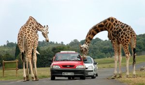 safari