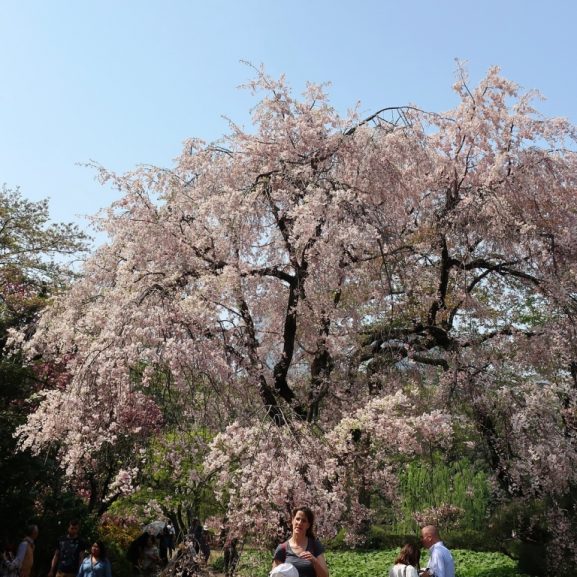 16 Tempat Menarik di Shinjuku Jepang Yuk Kunjungi dan Eksplorasi