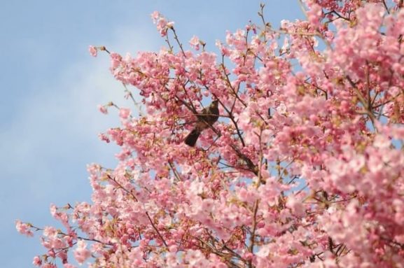 10 Spot Pemandangan Terbaik di Jepang
