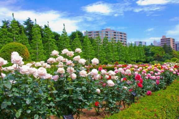 10 Spot Pemandangan Terbaik di Jepang