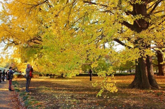 10 Spot Pemandangan Terbaik di Jepang