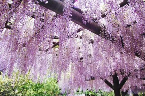 5 Warna Penting dalam Budaya Jepang