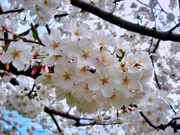 Jenis Varietas Bunga Sakura