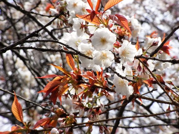 Jenis Varietas Bunga Sakura