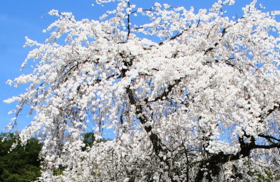 Jenis Varietas Bunga Sakura