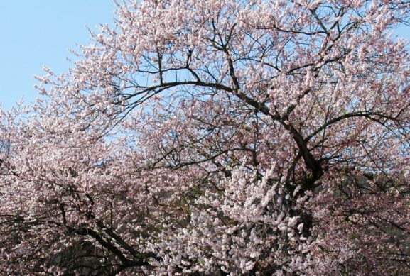 Jenis Varietas Bunga Sakura
