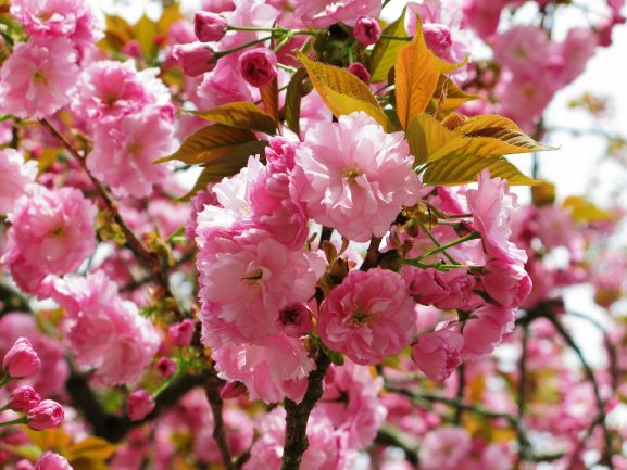 Jenis Varietas Bunga Sakura