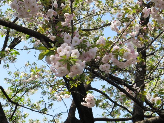 Jenis Varietas Bunga Sakura