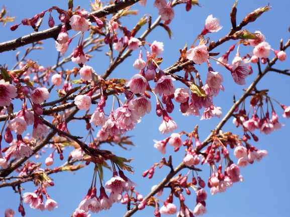 Jenis Varietas Bunga Sakura