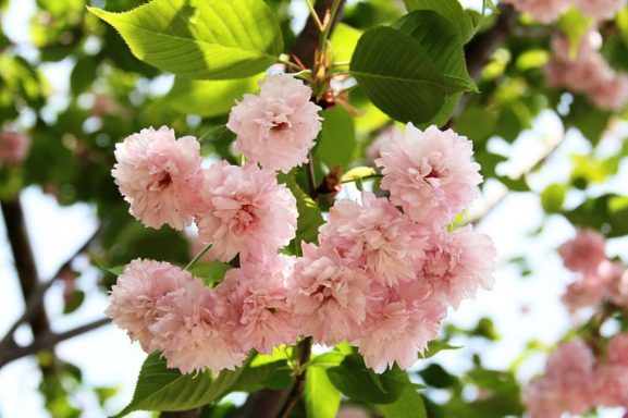 Jenis Varietas Bunga Sakura