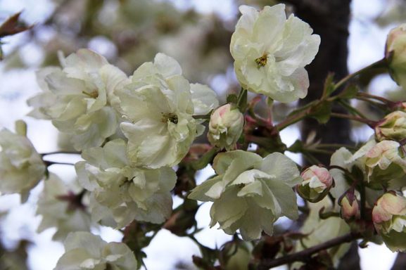Jenis Varietas Bunga Sakura