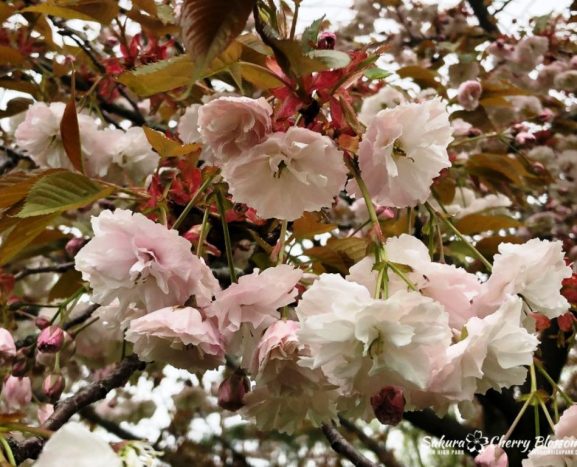 Jenis Varietas Bunga Sakura