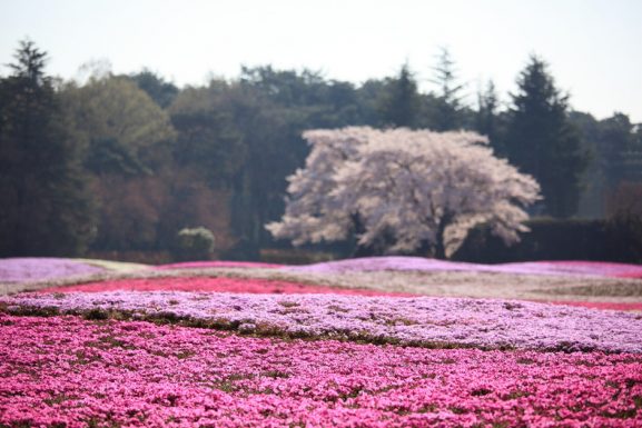 Kota Kecil di Jepang