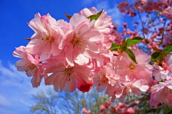 Pertama Kali di Tokyo? Inilah 5 Hal yang Harus Anda Lakukan